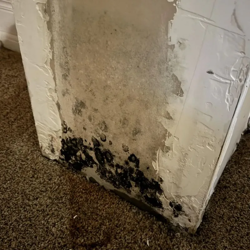 Professional Mold Removal in Camp Hill, PA